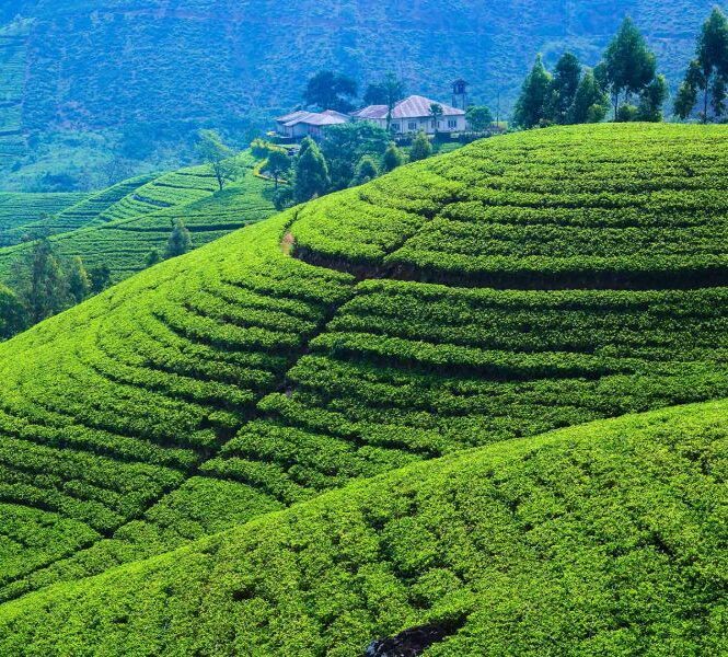 shrilanka tea estates e1736087275471